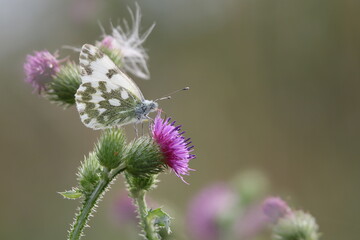 Reseda-Weißling Pontia edusa auf einer Blüte