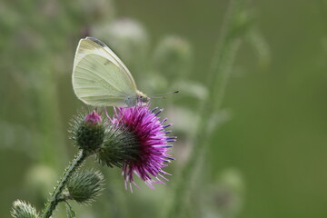 Kohlweißling auf einer Blüte