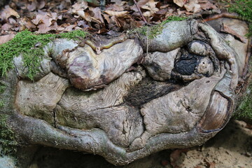 alte Narbe an einer Baumwurzel mit kurioser Form