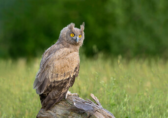 barn owl, dusky eagle owl, and scoops owl 