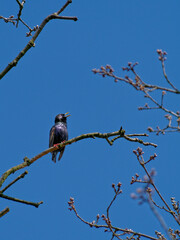 The common starling, Sturnus vulgaris, also known as the European starling.