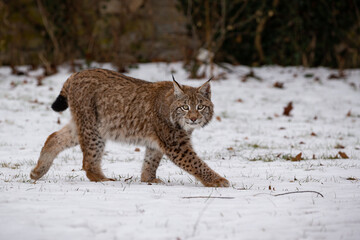 Beautiful and endangered lynx in the nature habitat
