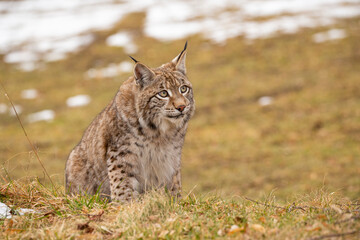 Naklejka na ściany i meble Beautiful and endangered lynx in the nature habitat