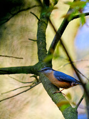 The Eurasian nuthatch or wood nuthatch, Sitta europaea, is a small bird found throughout the Palearctic and in Europe, where its name is the nuthatch.