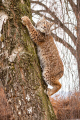Fototapeta na wymiar Beautiful and endangered lynx in the nature habitat