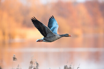 Gans im Herbst