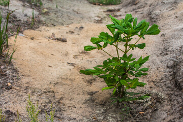Chestnut seedling planted in the forest