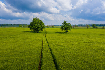 rural landscape with lonely trees in the middle of a green agricultural field on a sunny day