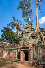 Überwachsene Tempelruine in Angkor