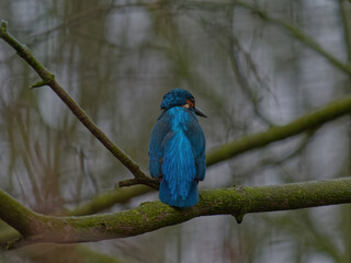 The common kingfisher, Alcedo atthis, also known as the Eurasian kingfisher, and river kingfisher, is a small kingfisher with distribution across Eurasia and North Africa.