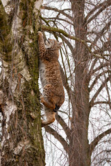 Beautiful and endangered lynx in the nature habitat
