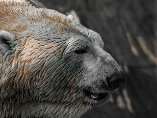 The polar bear, Ursus maritimus, is a hypercarnivorous bear whose native range lies largely within the Arctic Circle. High quality photo