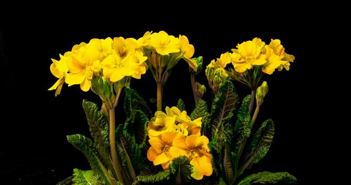 Yellow primrose flowers on a black background, time lapse, 4k