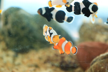 Beautiful colored clown fish in the aquarium
