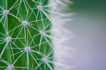 Macro closeup to the spines of a cactus with selective focus. Cactus with long red pointed spines with selective focus. copy space.