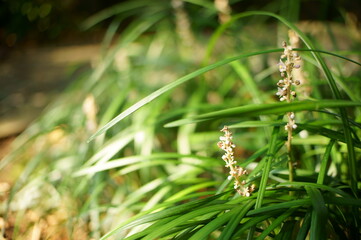 道端に咲く野の花