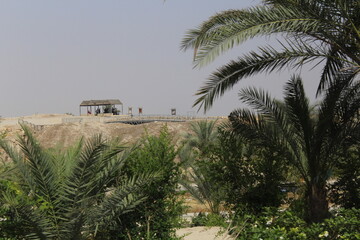 palm trees in the desert