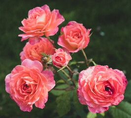 Close up macro photo of blossom flowers
