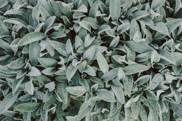 Vegetative background. Close up leaf texture