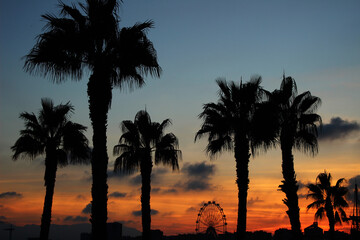 Fototapeta na wymiar Tropical sunset with palm trees and a Ferris wheel in Malaga (Andalusia, Spain)