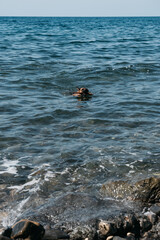 A red-and-black German shepherd is swimming in the sea and playing with a stick. The dog bathes in a clear pond and brings a branch.
