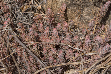 Succulent in natural environment
