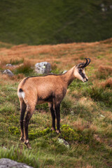 Wild Tatra Chamois on the hill, Rupicapra rupicapra tatrica, Low Tatras mountains, Tatra National Park, Slovakia