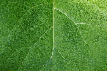 Naklejka na ściany i meble Close-up shot of green leaf texture. Background for wallpaper. Pattern.