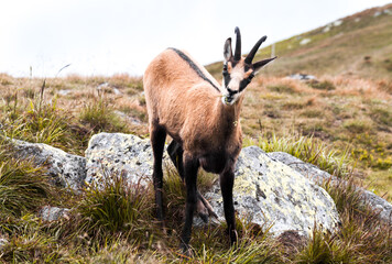 Wild Tatra Chamois on the hill, Rupicapra rupicapra tatrica, Low Tatras mountains, Tatra National Park, Slovakia