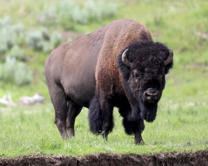 Large, strong buffalo in Yellowstone National Park