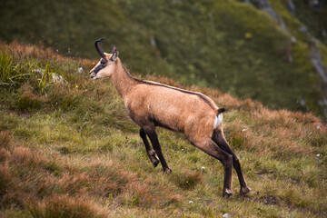 Wild Tatra Chamois on the hill, Rupicapra rupicapra tatrica, Low Tatras mountains, Tatra National Park, Slovakia