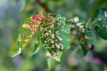 Hojas infectadas con el virus moteado del olmo