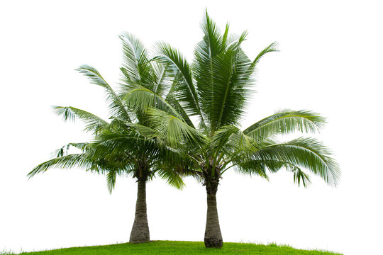 two coconut palm tree isolated on white background