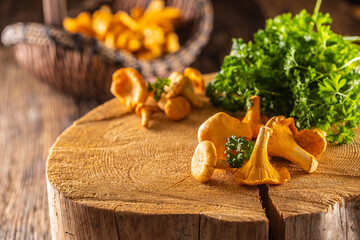 Raw chanterelles mushroom on wood with parsley herbs
