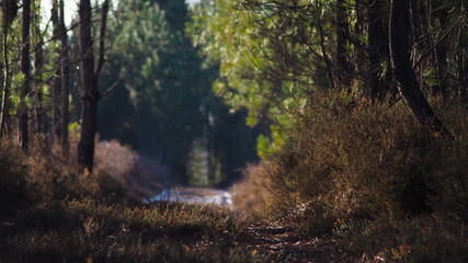 Sentier naviguant entre les rangées de pins, focus réalisé sur les bruyères au centre du chemin