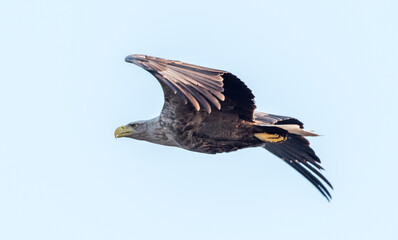 Seeadler