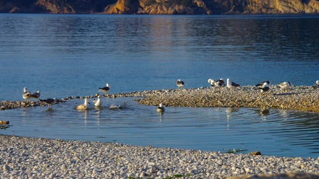 Moewen baden im Meer