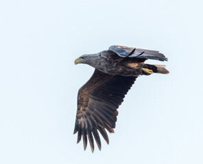 Seeadler