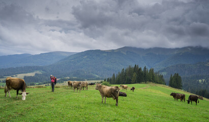 Fototapeta na wymiar Cows graze in high-mountain meadows with lush green grass.