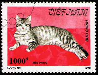 cat Pricio (Felis silvestris catus), fauna, circa 1990