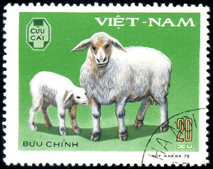 Domestic Sheep and lamb (Ovis ammon aries), circa 1979