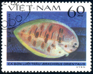 fish Oriental Sole (Brachirus orientalis), circa 1982