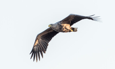 Seeadler im Flug