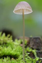 mushroom in the forest