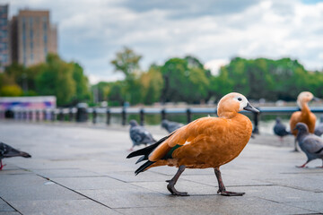 Orange Ogar duck walks along the paved embankment - obrazy, fototapety, plakaty