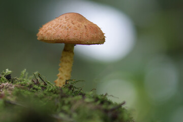 mushroom in the forest