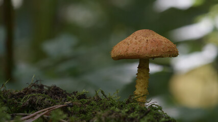 mushroom in the forest