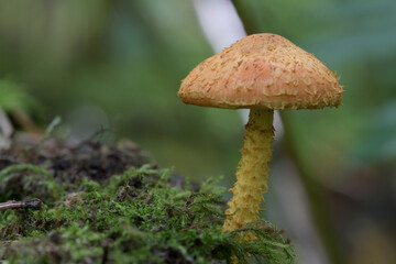 mushroom in the forest