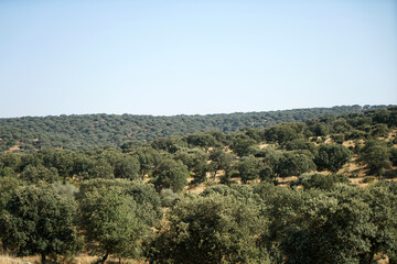 Fototapeta na wymiar Landscape in Portugal's Alantejo photographed in summer