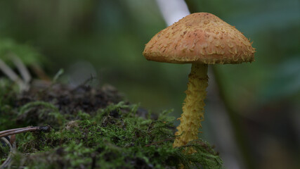 mushroom in the forest